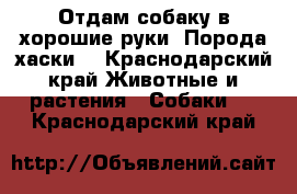 Отдам собаку в хорошие руки. Порода хаски. - Краснодарский край Животные и растения » Собаки   . Краснодарский край